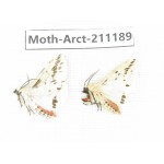 Arctiidae sp. China, Tibet, Linzhi, Motuo county. 2Pcs. Moth-Arct-211189.