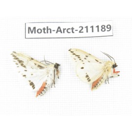Arctiidae sp. China, Tibet, Linzhi, Motuo county. 2Pcs. Moth-Arct-211189.