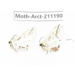 Arctiidae sp. China, Tibet, Linzhi, Motuo county. 2Pcs. Moth-Arct-211190.