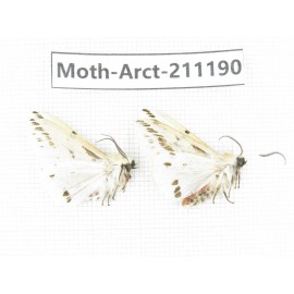 Arctiidae sp. China, Tibet, Linzhi, Motuo county. 2Pcs. Moth-Arct-211190.