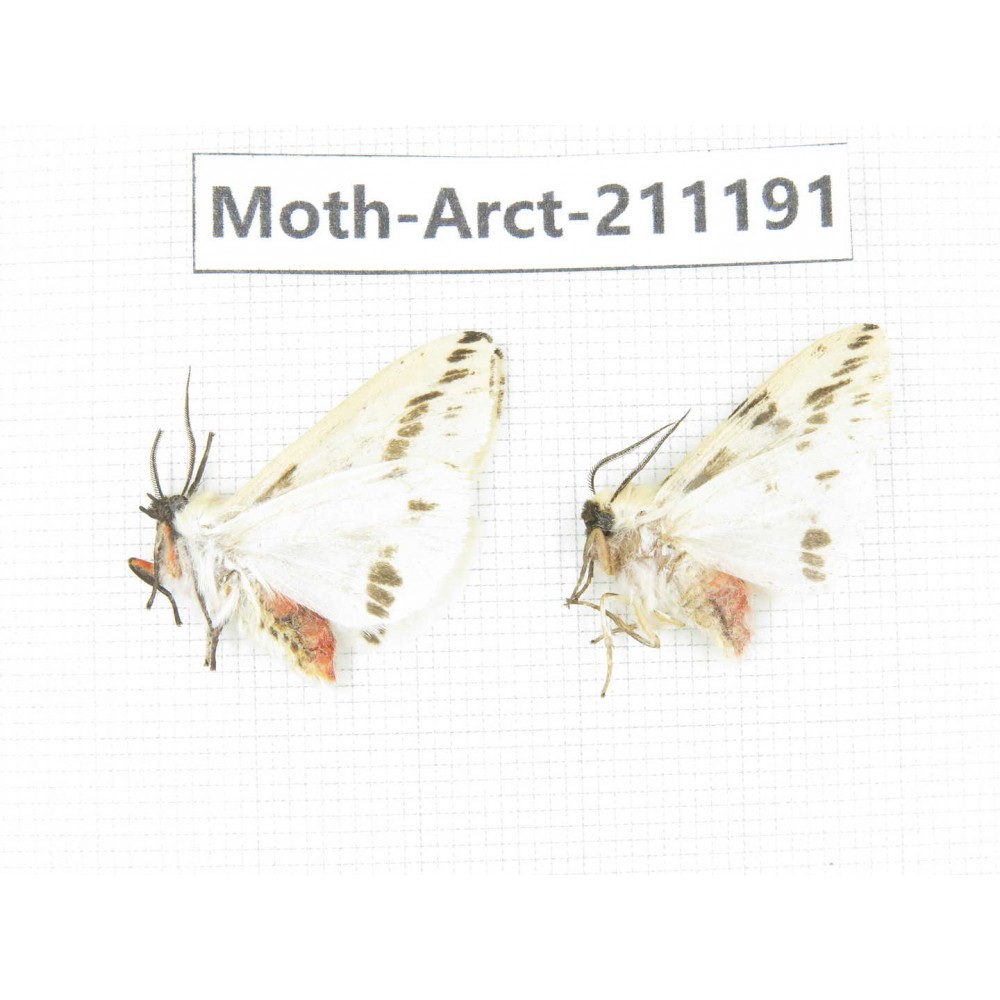 Arctiidae sp. China, Tibet, Linzhi, Motuo county. 2Pcs. Moth-Arct-211191.