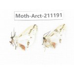 Arctiidae sp. China, Tibet, Linzhi, Motuo county. 2Pcs. Moth-Arct-211191.