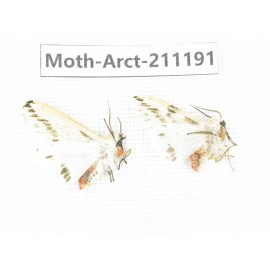 Arctiidae sp. China, Tibet, Linzhi, Motuo county. 2Pcs. Moth-Arct-211191.