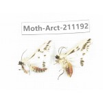 Arctiidae sp. China, Tibet, Linzhi, Motuo county. 2Pcs. Moth-Arct-211192.