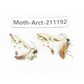 Arctiidae sp. China, Tibet, Linzhi, Motuo county. 2Pcs. Moth-Arct-211192.