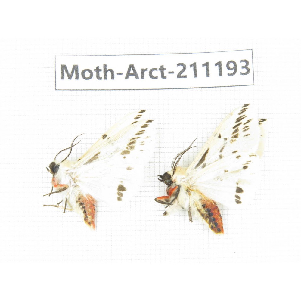 Arctiidae sp. China, Tibet, Linzhi, Motuo county. 2Pcs. Moth-Arct-211193.