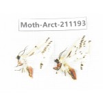 Arctiidae sp. China, Tibet, Linzhi, Motuo county. 2Pcs. Moth-Arct-211193.