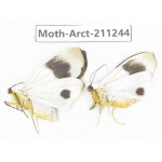 Arctiidae sp. China, Tibet, Linzhi, Motuo county. 2Pcs. Moth-Arct-211244.