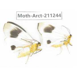 Arctiidae sp. China, Tibet, Linzhi, Motuo county. 2Pcs. Moth-Arct-211244.
