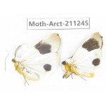 Arctiidae sp. China, Tibet, Linzhi, Motuo county. 2Pcs. Moth-Arct-211245.