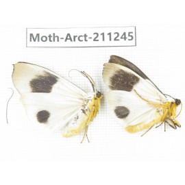Arctiidae sp. China, Tibet, Linzhi, Motuo county. 2Pcs. Moth-Arct-211245.