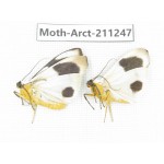 Arctiidae sp. China, Tibet, Linzhi, Motuo county. 2Pcs. Moth-Arct-211247.