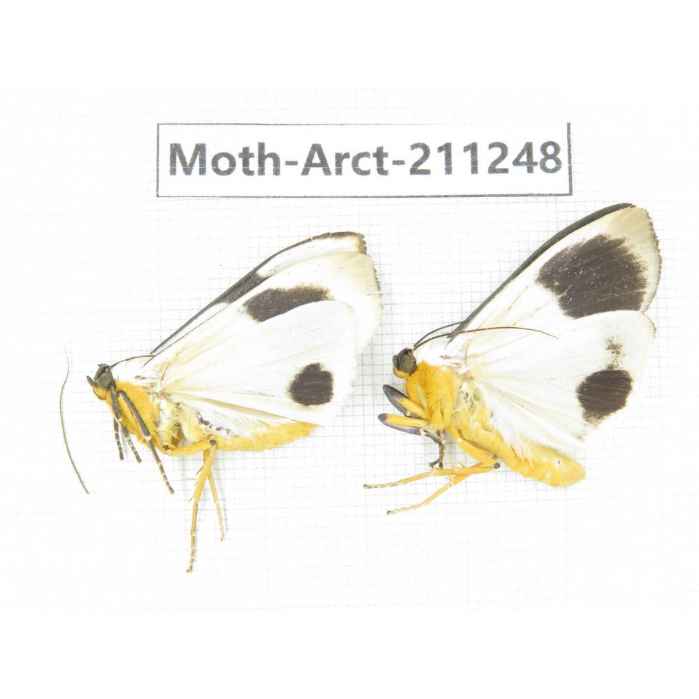 Arctiidae sp. China, Tibet, Linzhi, Motuo county. 2Pcs. Moth-Arct-211248.