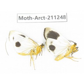 Arctiidae sp. China, Tibet, Linzhi, Motuo county. 2Pcs. Moth-Arct-211248.
