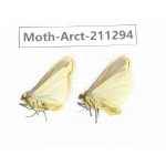 Arctiidae sp. China, Tibet, Linzhi, Motuo county. 2Pcs. Moth-Arct-211294.