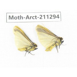 Arctiidae sp. China, Tibet, Linzhi, Motuo county. 2Pcs. Moth-Arct-211294.