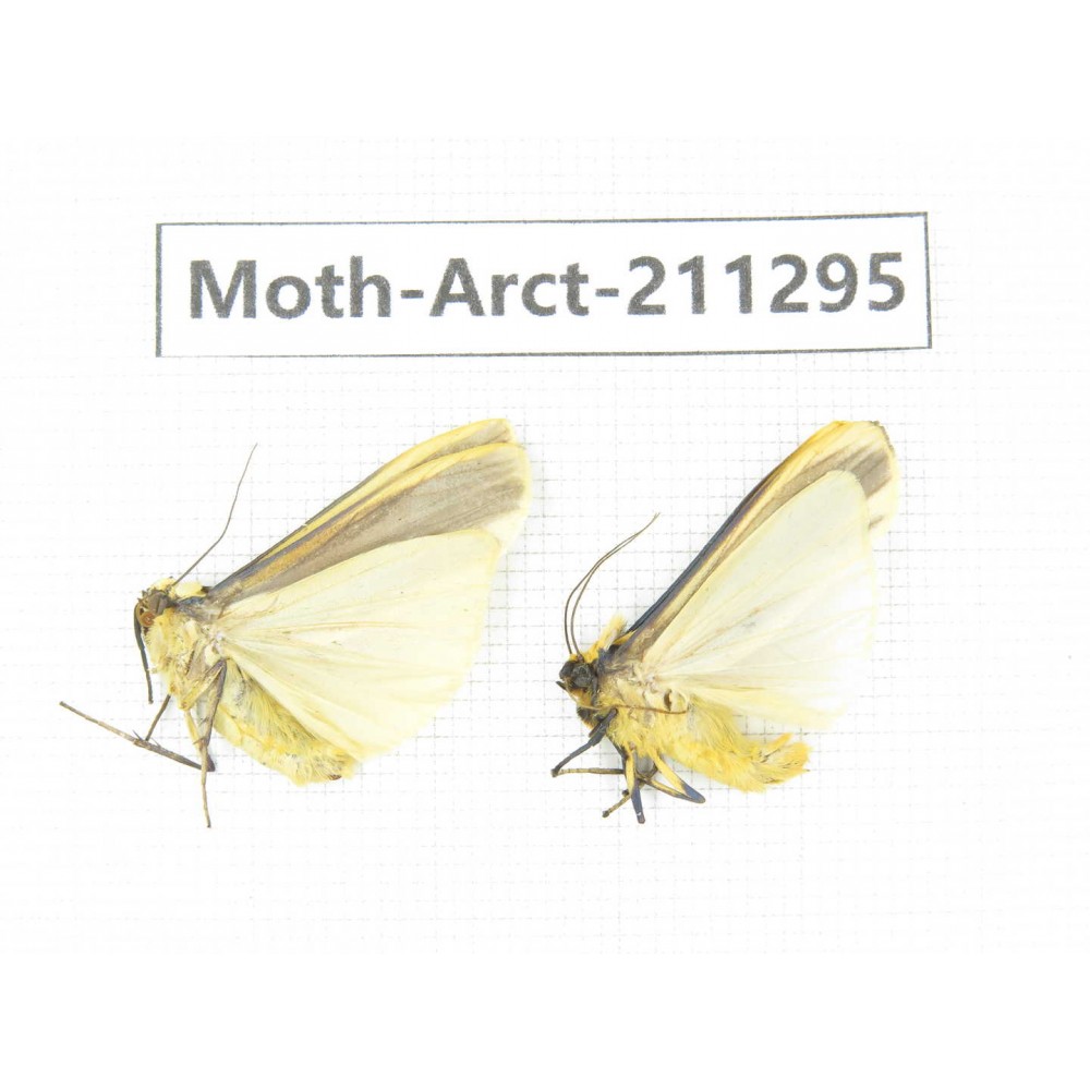Arctiidae sp. China, Tibet, Linzhi, Motuo county. 2Pcs. Moth-Arct-211295.