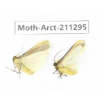 Arctiidae sp. China, Tibet, Linzhi, Motuo county. 2Pcs. Moth-Arct-211295.