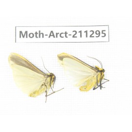 Arctiidae sp. China, Tibet, Linzhi, Motuo county. 2Pcs. Moth-Arct-211295.