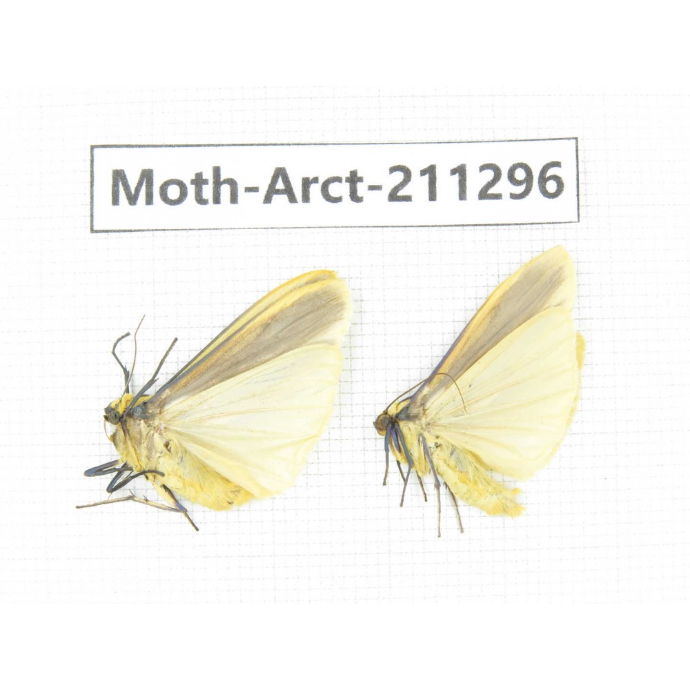 Arctiidae sp. China, Tibet, Linzhi, Motuo county. 2Pcs. Moth-Arct-211296.