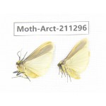 Arctiidae sp. China, Tibet, Linzhi, Motuo county. 2Pcs. Moth-Arct-211296.