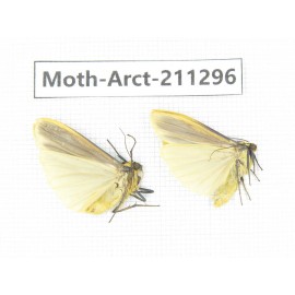 Arctiidae sp. China, Tibet, Linzhi, Motuo county. 2Pcs. Moth-Arct-211296.