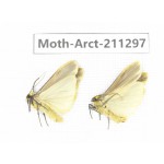 Arctiidae sp. China, Tibet, Linzhi, Motuo county. 2Pcs. Moth-Arct-211297.