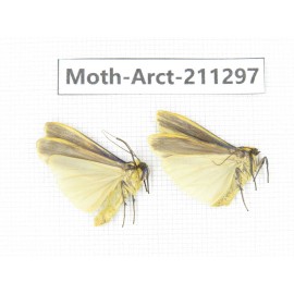 Arctiidae sp. China, Tibet, Linzhi, Motuo county. 2Pcs. Moth-Arct-211297.