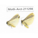 Arctiidae sp. China, Tibet, Linzhi, Motuo county. 2Pcs. Moth-Arct-211298.