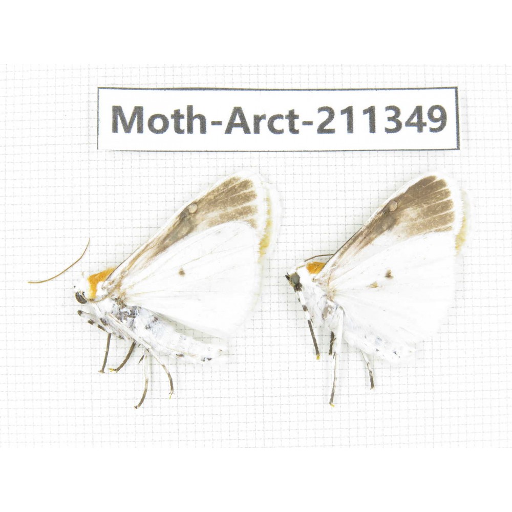 Arctiidae sp. China, Tibet, Linzhi, Motuo county. 2Pcs. Moth-Arct-211349.