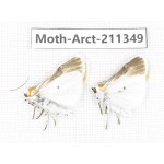 Arctiidae sp. China, Tibet, Linzhi, Motuo county. 2Pcs. Moth-Arct-211349.
