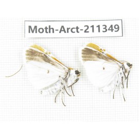 Arctiidae sp. China, Tibet, Linzhi, Motuo county. 2Pcs. Moth-Arct-211349.