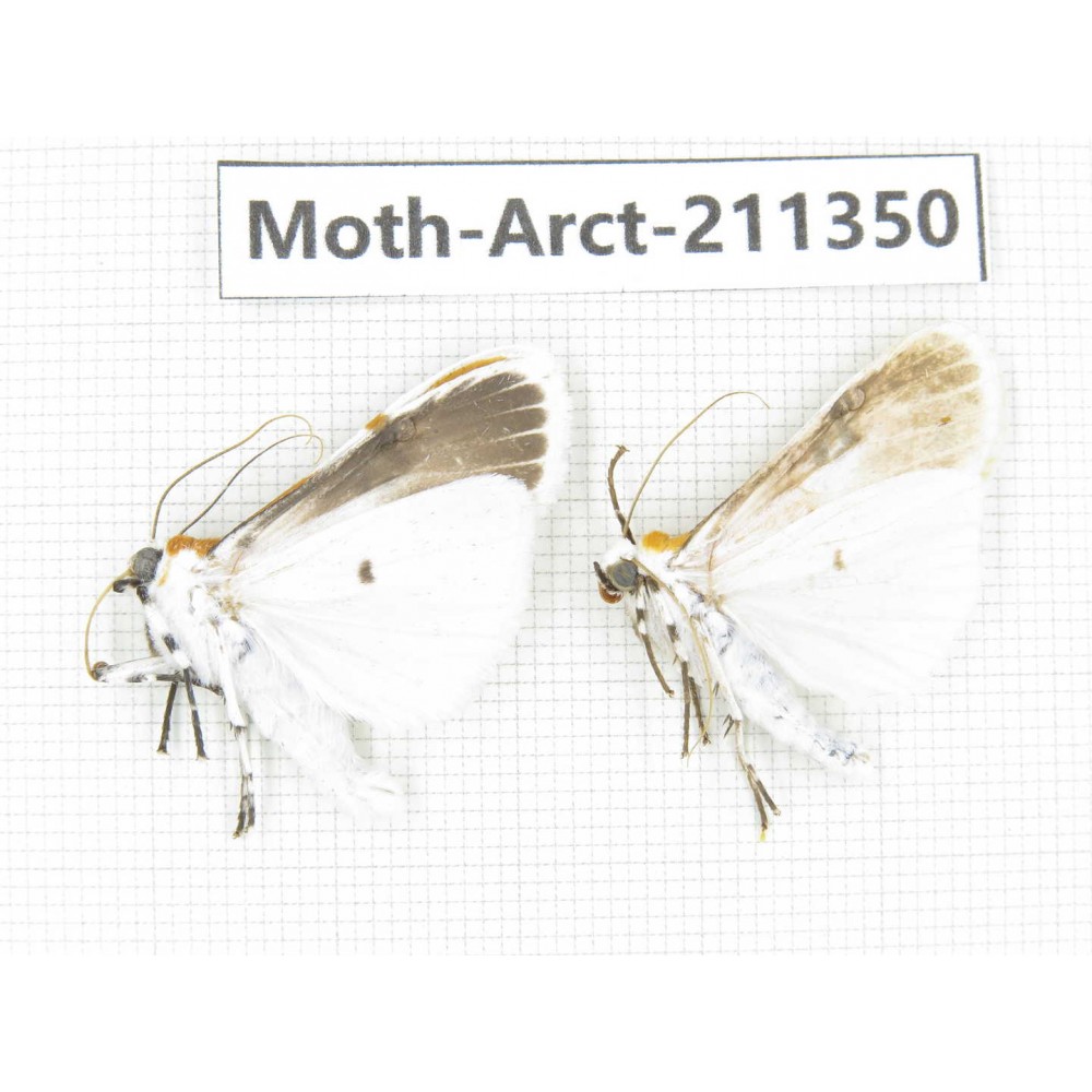 Arctiidae sp. China, Tibet, Linzhi, Motuo county. 2Pcs. Moth-Arct-211350.