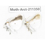 Arctiidae sp. China, Tibet, Linzhi, Motuo county. 2Pcs. Moth-Arct-211350.