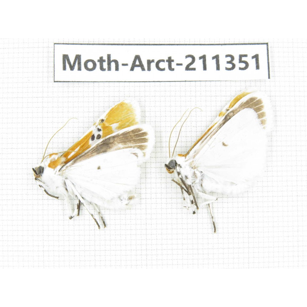 Arctiidae sp. China, Tibet, Linzhi, Motuo county. 2Pcs. Moth-Arct-211351.
