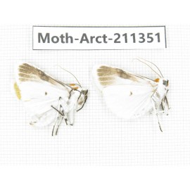 Arctiidae sp. China, Tibet, Linzhi, Motuo county. 2Pcs. Moth-Arct-211351.