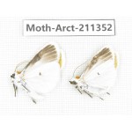 Arctiidae sp. China, Tibet, Linzhi, Motuo county. 2Pcs. Moth-Arct-211352.