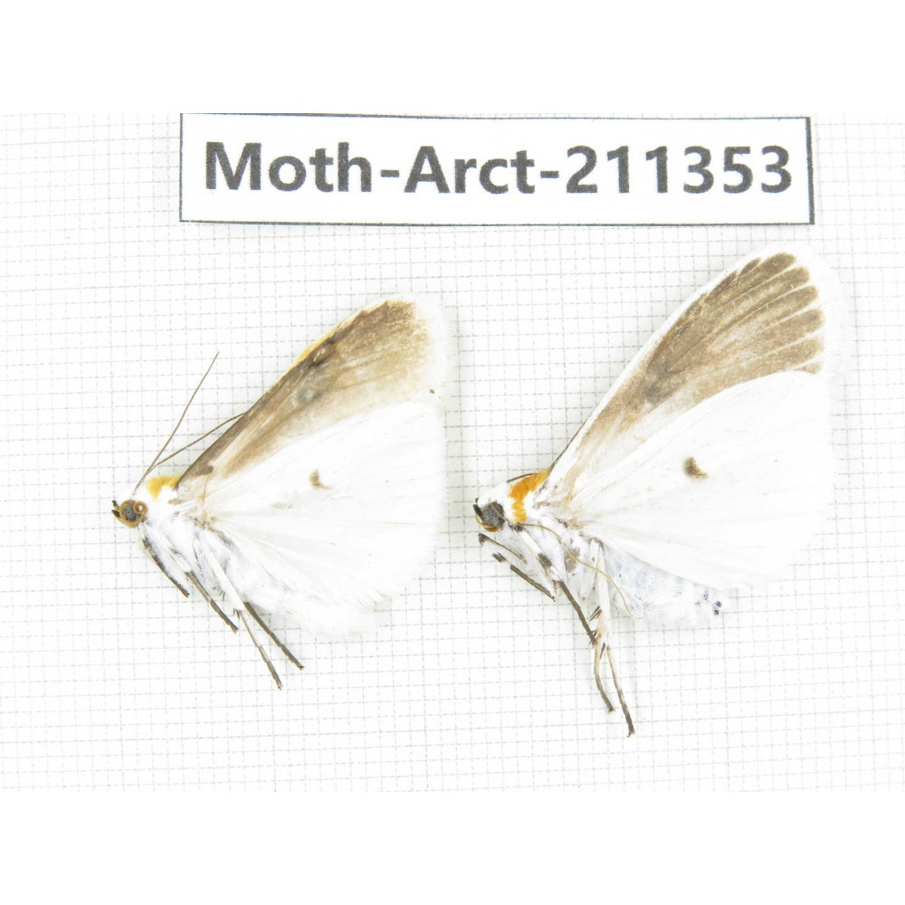 Arctiidae sp. China, Tibet, Linzhi, Motuo county. 2Pcs. Moth-Arct-211353.