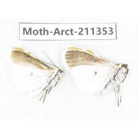 Arctiidae sp. China, Tibet, Linzhi, Motuo county. 2Pcs. Moth-Arct-211353.