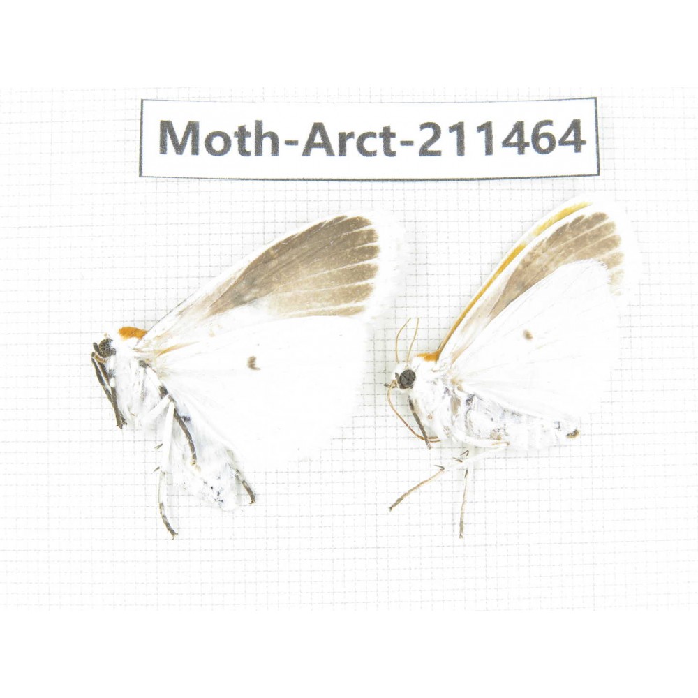 Arctiidae sp. China, Tibet, Linzhi, Motuo county. 2Pcs. Moth-Arct-211464.