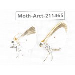 Arctiidae sp. China, Tibet, Linzhi, Motuo county. 2Pcs. Moth-Arct-211465.