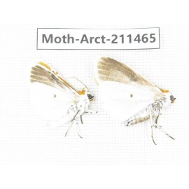 Arctiidae sp. China, Tibet, Linzhi, Motuo county. 2Pcs. Moth-Arct-211465.