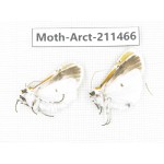 Arctiidae sp. China, Tibet, Linzhi, Motuo county. 2Pcs. Moth-Arct-211466.