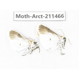 Arctiidae sp. China, Tibet, Linzhi, Motuo county. 2Pcs. Moth-Arct-211466.
