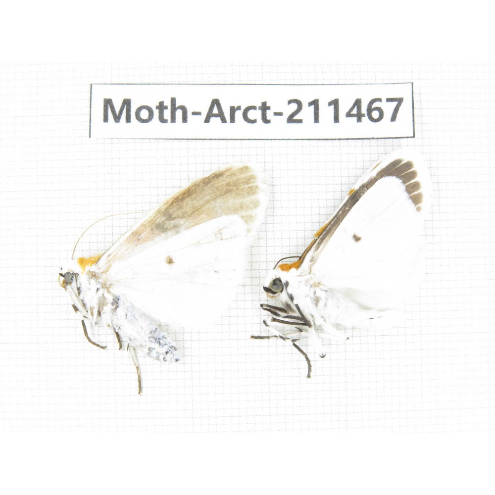 Arctiidae sp. China, Tibet, Linzhi, Motuo county. 2Pcs. Moth-Arct-211467.