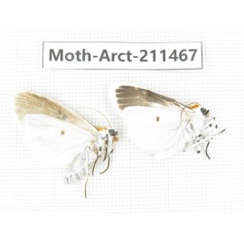 Arctiidae sp. China, Tibet, Linzhi, Motuo county. 2Pcs. Moth-Arct-211467.