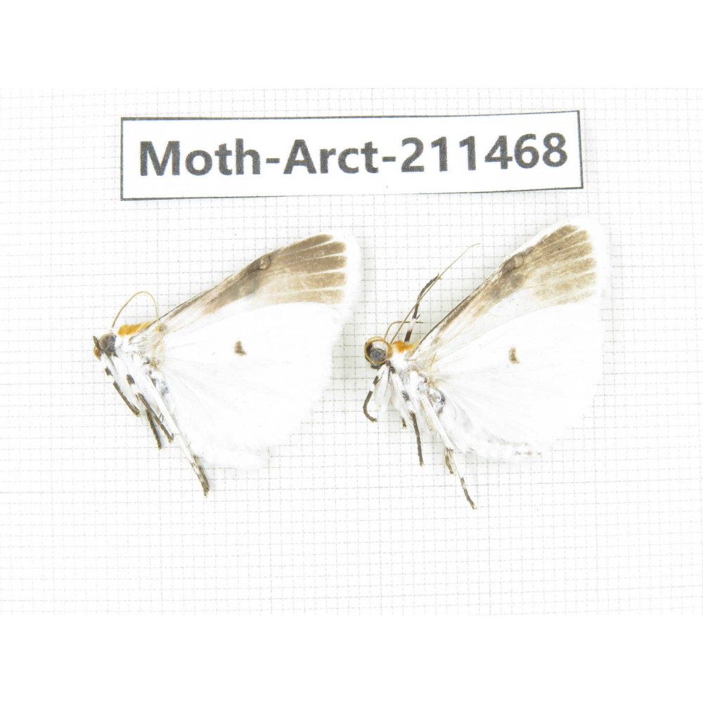 Arctiidae sp. China, Tibet, Linzhi, Motuo county. 2Pcs. Moth-Arct-211468.