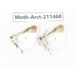 Arctiidae sp. China, Tibet, Linzhi, Motuo county. 2Pcs. Moth-Arct-211468.