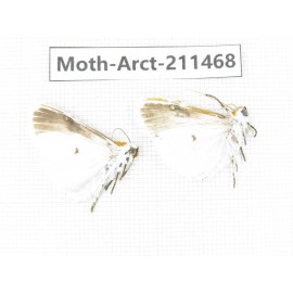 Arctiidae sp. China, Tibet, Linzhi, Motuo county. 2Pcs. Moth-Arct-211468.