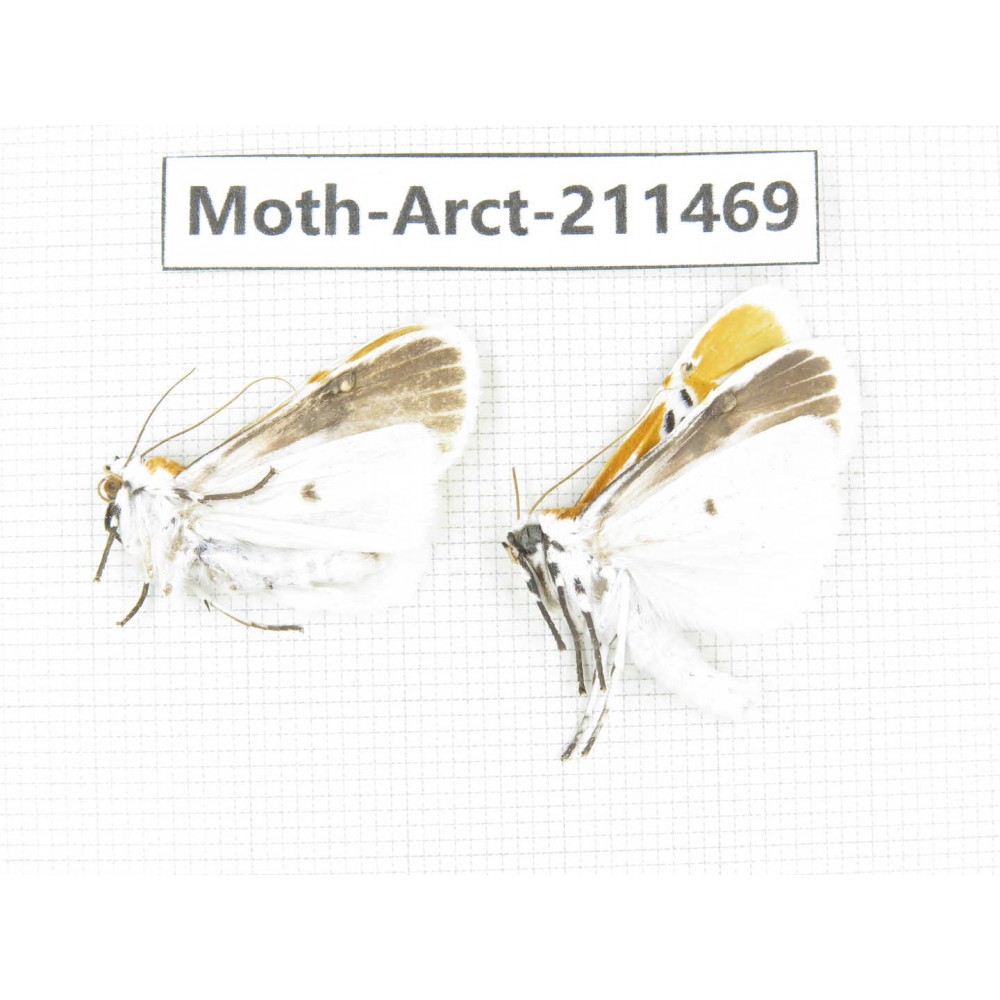 Arctiidae sp. China, Tibet, Linzhi, Motuo county. 2Pcs. Moth-Arct-211469.